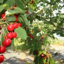 경주 체리 이미지