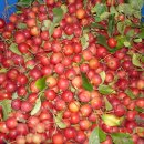 서대산농장 이미지