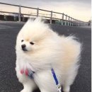 리치앤트
