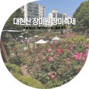 푸른장미 | 대현산 장미원 장미축제 서울 아이와 가볼만한곳 주말 나들이 후기