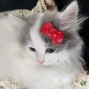 거제면 읍내로 이미지