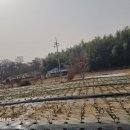 마늘각시 이미지