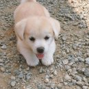 상경초등학교 이미지