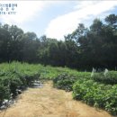 동막동(6) 이미지