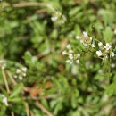 황새냉이 Cardamine flexuosa With. 이미지