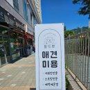 몽드펫 | 학암동 애견미용 몽드펫 미니비숑 미용 후기
