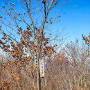 다래와 잣나무 이미지