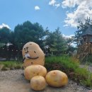 신샘밭로 | 춘천 필수코스 카페 감자밭 후기, 감자빵 에어프라이어 웨이팅