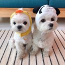 까망봉다리 이미지