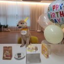 다잇댕 | 강아지 생일 케이크 고민 끝! 청주 오송 다잇댕 후기, 청주-세종 댕댕이케이크 추천