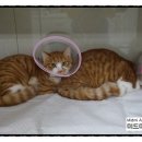 미드미동물의료센터 이미지