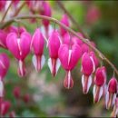 금낭화유치원 이미지