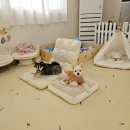 멍린이집 네이버블로그
