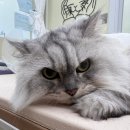 반할고양