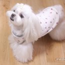 옷만들기(중급) 이미지