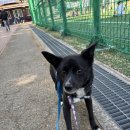 찰리의 산책봉사 후기 이미지