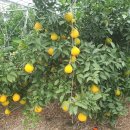 권오선농장 이미지