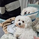 (주)성심메디칼 | 강아지 십자인대파열 수술 후기(대전 타임동물병원 입원)