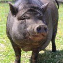 옛날흑돼지 이미지