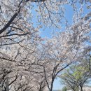 스테이산청 | 벚꽃과 함께하는 산청 금수암 템플스테이 휴식형 후기!!