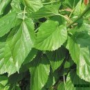 뽕잎의 효능 이미지