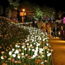 울산 장미축제 - 울산대공원 이어서 태화강대공원 이미지