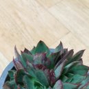 양진농장 이미지