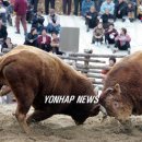 부곡투우장 이미지