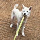 [진돗개 육아일기] 잘먹고 잘싸고 댕댕트레킹도 다녀 온 20주차 가나디 일상🐶(feat.강아지 강씨 만남ㅋ)