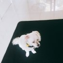 아델레이드 이미지