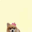 베이비펫 | 보송한 변신이 귀여웠던 태백애견미용, 하이 베이비 펫살롱 후기