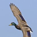 청둥오리 이미지