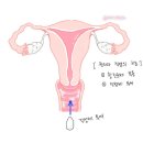 시제이여성의원 이미지