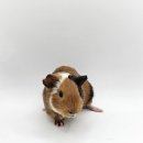 와우펫앤쥬 김해점 이미지