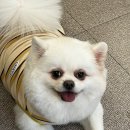 언제나 사랑할개 이미지