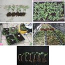 블루베리 번식, 삽목 방법 및 관리 이미지