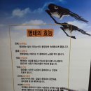 황제명태본가 광양점 | 도안동 맛집· 가수원동 맛집 👉 황제명태본가. 점심특선 ❤️생선조림 11,000원.n번째 방문
