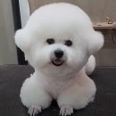 우한수 애견미용실 | 부산 북구 화명동 애견미용 우한수 애견미용실입니다.