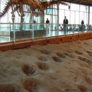 공룡박물관 이미지