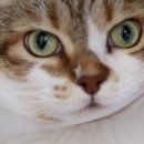 고양이묭실 이미지