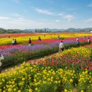 철원군청 | 고석정 꽃밭축제 가는길, 입장료 ,주차장, 반려견, 근처맛집