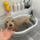 내 강아지 미용실 이미지