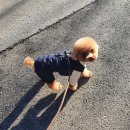 다온루리 | 강아지겨울옷 왜 이렇게 안입혀요? 애정하는 겨울옷 추천♥