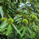 어전농장 이미지