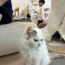 고양이카페 이미지