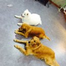 도그밥상 이미지