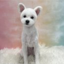 우리 애견 미용실 이미지