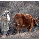 자주고름 이미지