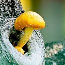 황금버섯 이미지