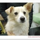 동물병원 왓슨 이미지